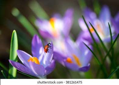 Lady Bug On Spring Crocus Flowers, Macro Image With Small Depth Of Field