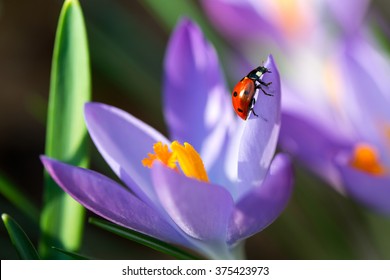 Lady Bug On Spring Purple Crocus Flowers, Macro Image