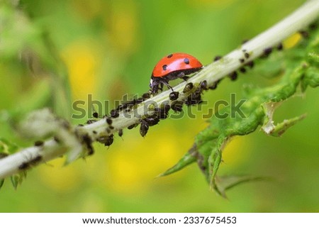 Lady bug as a plant louse predator, biological protection.