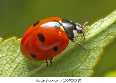 Lady Bug Sitting On A Green Leaf. 
