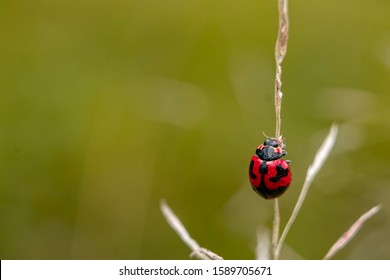 Lady Bug Walking Up For Background And Wallpaper. Macro Beetle Photography