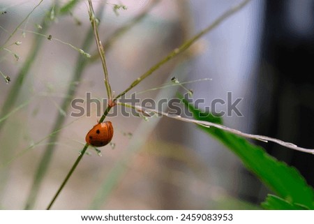Lady bug is walking in a weed. Close up photo of red lady bug living in the wild. Graphic Resources. Animal Themes. Animal Closeup. Macrophotography