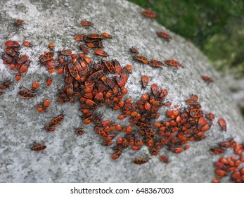 lady bugs
