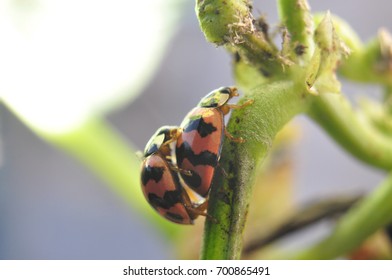 Lady Bugs - Shutterstock ID 700865491