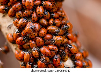 Lady bugs congregate after spring hatch.