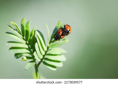 Lady bugs on native seedling. Ladybugs sitting on leaves eating aphid's. 