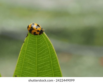 a lady bugs in selective focus 
