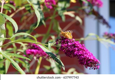 Lady Butterfly On Butterfly Bush
