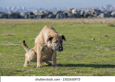 Lady Dog, Female Dog Pissing On Grass. Dog Ashamed Face. Dog Urinate Outside. 