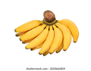 Lady Finger Banana, Banana CV. Kluai Leb Mu Nang (Scientific Name : Musa Sapientum Linn. AA Group) On White Background. Clipping Path.