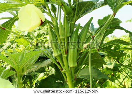 Lady Fingers or Okra vegetable on plant in farm
