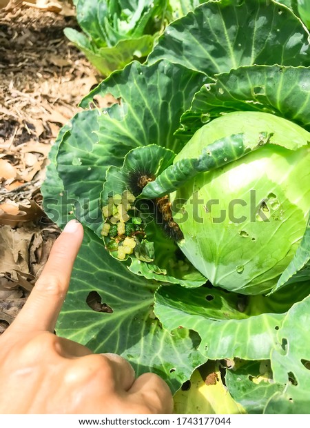 Lady hand\
pointing on cabbage head with large caterpillar crawling at organic\
backyard garden near Dallas, Texas, America. Cabbage worm with\
drops or eggs damaged green\
leaves