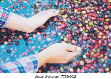 Lady hands holding fresh coffee bean during coffee mill process at local high land area of Chiang Mai north of Thailand - people and small farming agriculture concept 