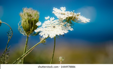 lady lace flower