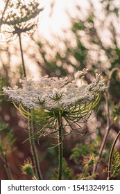 lady lace flower