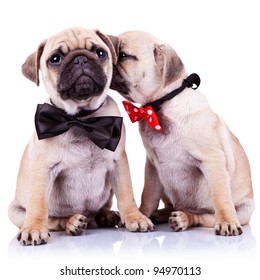 Lady Mops Puppy Whispering Something Or Kissing Its Gentleman Partner While Seated. Cute Mops Couple Wearing Neck Bows. Adorable Pug Puppy Dogs Couple Sitting On White Background.