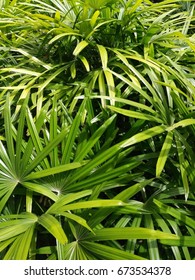 Lady Palm (Bamboo Palm) In The Garden. 