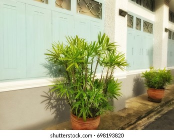 Lady Palm Or Bamboo Palm Near Windows.