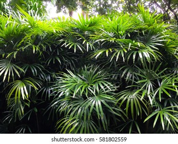 Lady Palm In The Garden Decorations