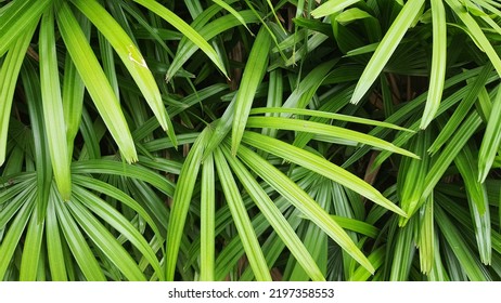 Lady Palm Green Leaves Texture Background