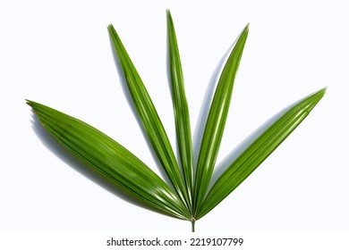 Lady Palm Leaf On White Background.