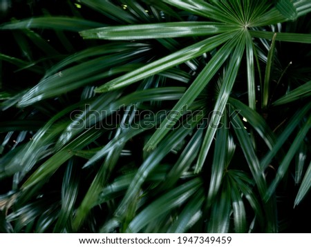 Lady Palm leaves texture, full frame freshness tropical leaves surface texture in dark tone as rife nature background Stock photo © 