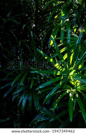 Lady Palm leaves texture, full frame freshness tropical leaves surface texture in dark tone as rife nature background Stock photo © 