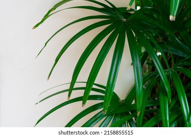 Lady Palm Tree Variegated For Decorating In The House 