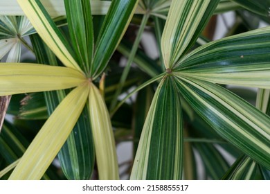 Lady Palm Tree Variegated For Decorating In The House 