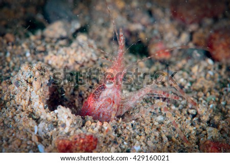 Lady in red. Redstriped northern shrimp (pandolopsis japonica) hiding in the sand hole of deep sea. 