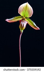 Lady Slipper Orchid Flower