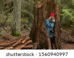 Lady steps inside an old tree on one of the trails in Glacier National Park, Montana, USA.
