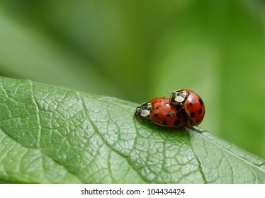Sex ladybug Miraculous Ladybug