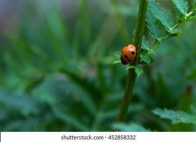 Ladybird