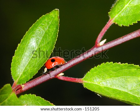Ladybird