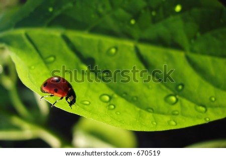 Similar – Image, Stock Photo LAAAANGSAM Leaf Green