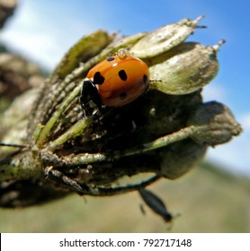 Ladybird With An Aphid On His Back. UK