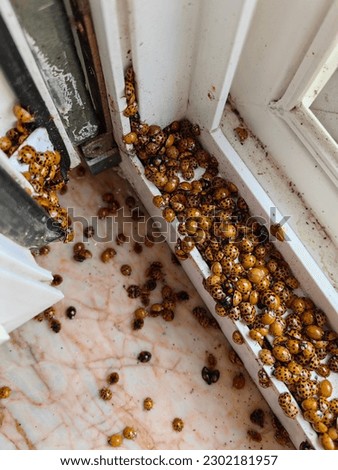 ladybird asian, ladybug asian, invasion on window