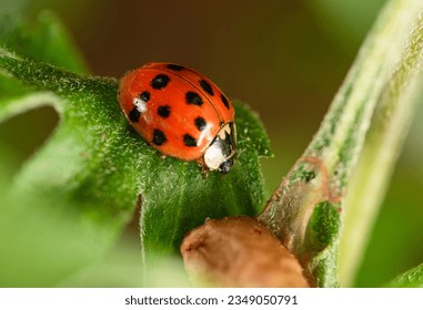 Ladybird, beautiful ladybird on a flower bud in a garden, selective focus.
