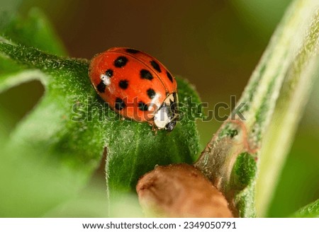 Ladybird, beautiful ladybird on a flower bud in a garden, selective focus.