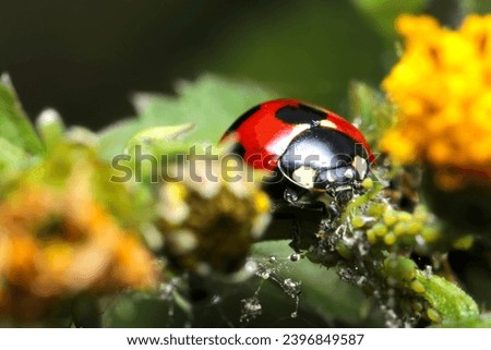 Ladybird beetle eating an aphid on a yellow flowering plant (natural light and strobe, macro close-up photograph)