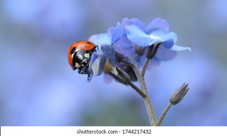 Ladybird Beetle On Flowers, Asney, Somerset, UK