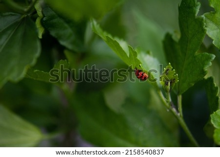 ladybird close up. Ladybug on  green leaf. Selective focus, shallow depth of field