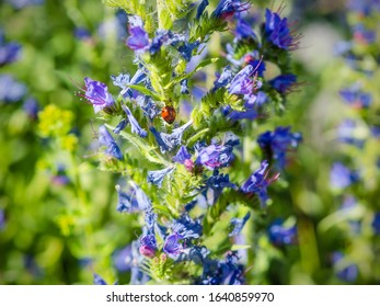 Ladybird Feasting On A Stem Of Blueweed Or Viper´s Bugloss, Echium Vulgare, Witch Is A A Good Nectar Source For Honeybees