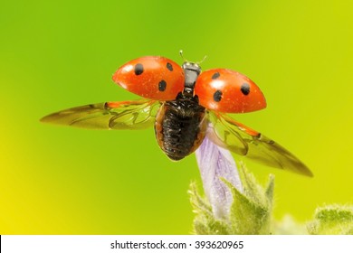 Ladybird Flying Away