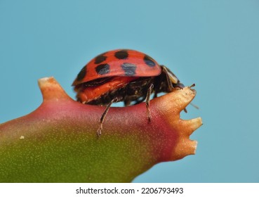 Ladybird In The Garden Close Up Macro Photography. UK