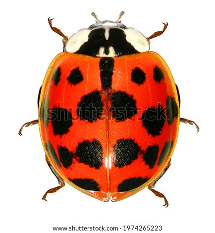 Ladybird Harmonia axyridis (Coleoptera: Coccinellidae), most commonly known as the harlequin, multicoloured Asian or Asian ladybeetle is a large coccinellid beetle. Isolated on a white background