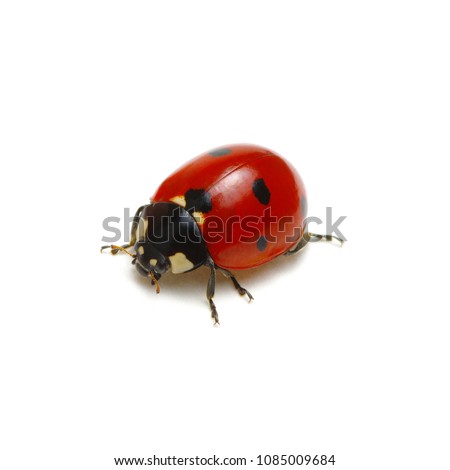 Ladybird isolated on white background