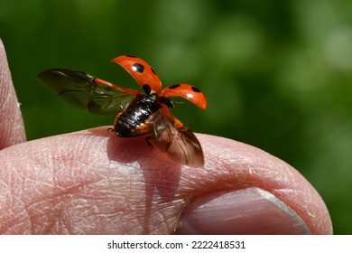 Ladybird, Ladybug, bug, macro photography - Shutterstock ID 2222418531