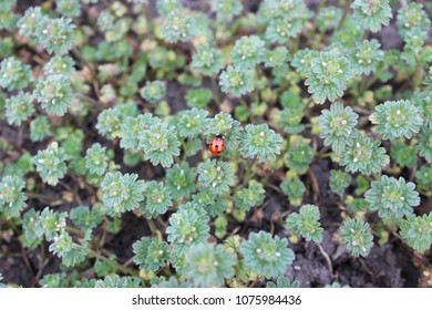 Ladybird on bush